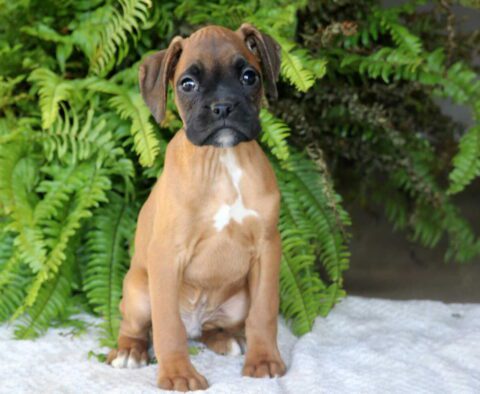 Peanut Boxer