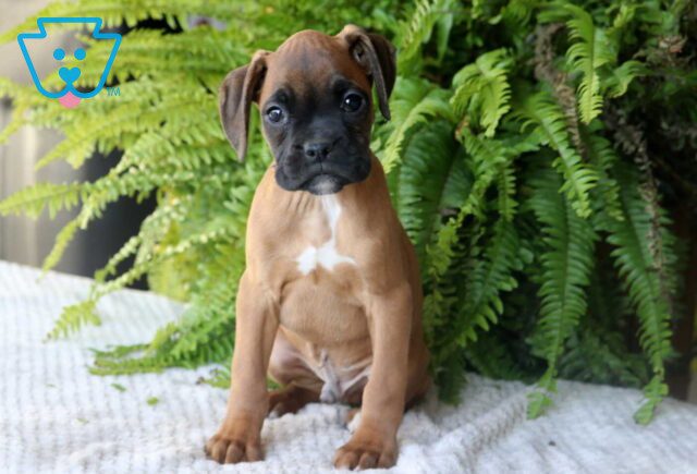Peanut Boxer2 image