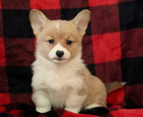 Peanut Butter Corgi