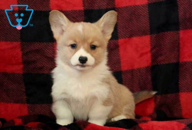 Peanut Butter Corgi image