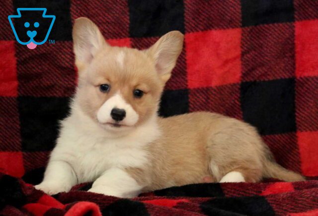 Peanut Butter Corgi2 image