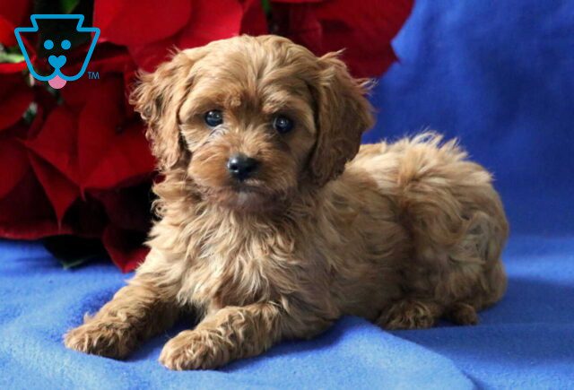 Peanut Cavapoo image