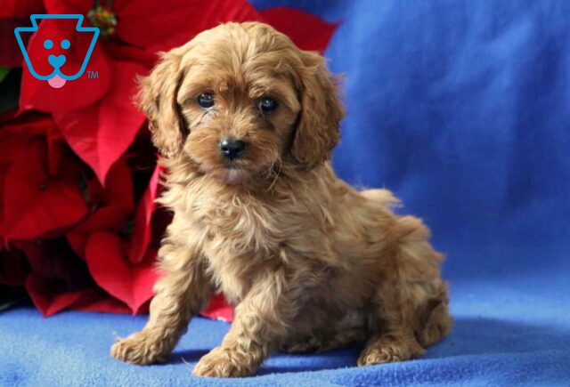 Peanut Cavapoo2 image