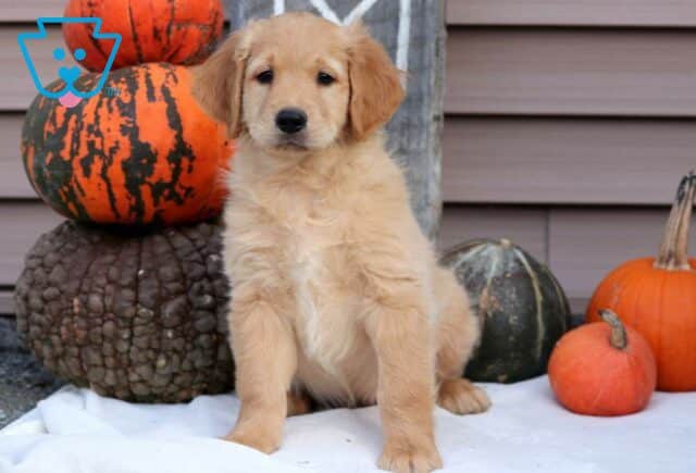 Petey Goldendoodle image