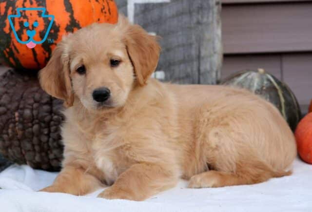 Petey Goldendoodle2 image