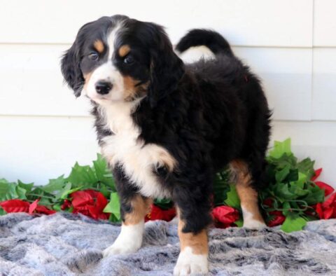 Petey Mini Bernedoodle