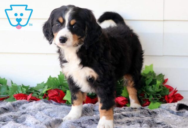 Petey Mini Bernedoodle image