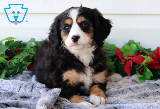 Pineapple Mini Bernedoodle2 image