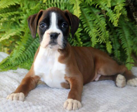 Pluto Boxer