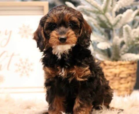 Pokey Cavapoo