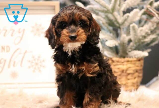 Pokey Cavapoo image