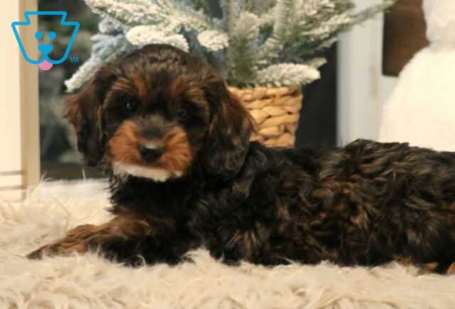 Pokey Cavapoo2 image
