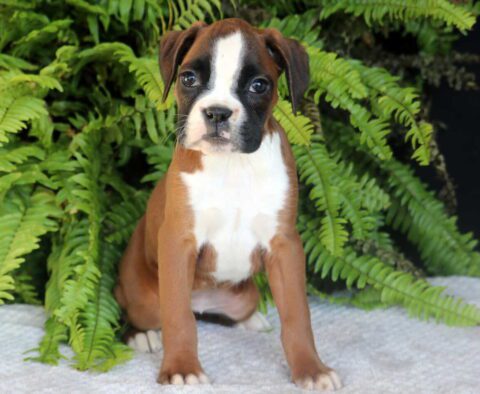 Polly Boxer2