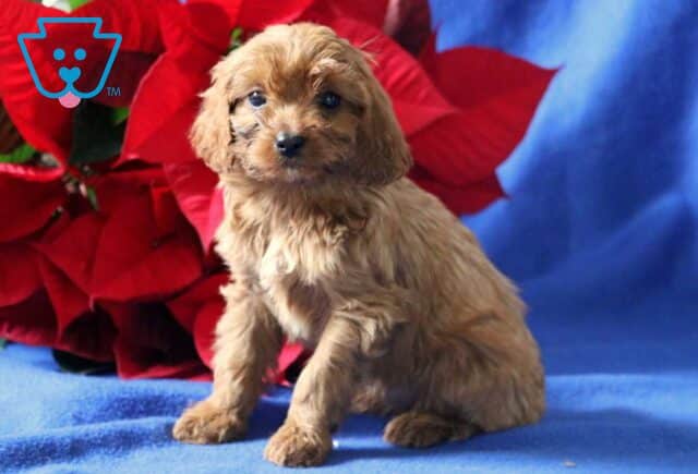 Polly Cavapoo image