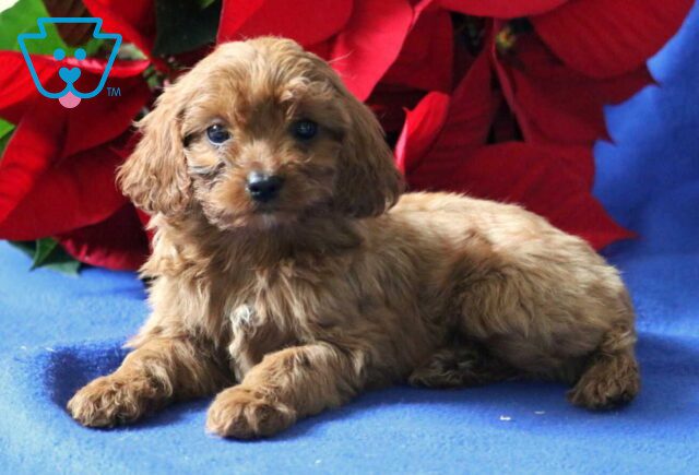 Polly Cavapoo2 image