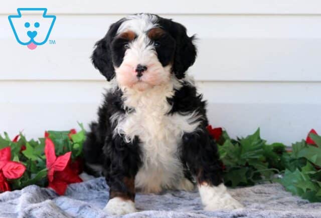 Pongo Mini Bernedoodle image