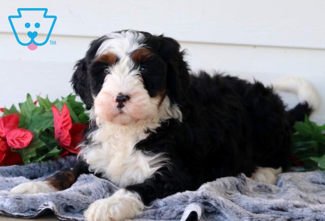 Pongo Mini Bernedoodle2 image