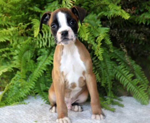 Pooch Boxer
