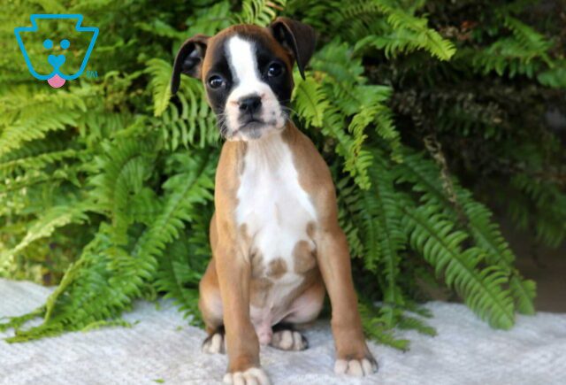 Pooch Boxer image