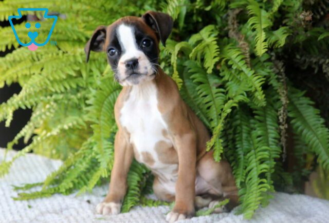 Pooch Boxer2 image