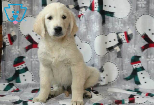 Pooch EC Golden image