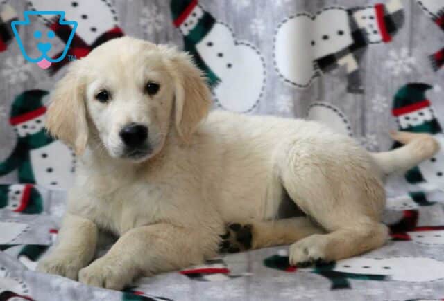 Pooch EC Golden2 image