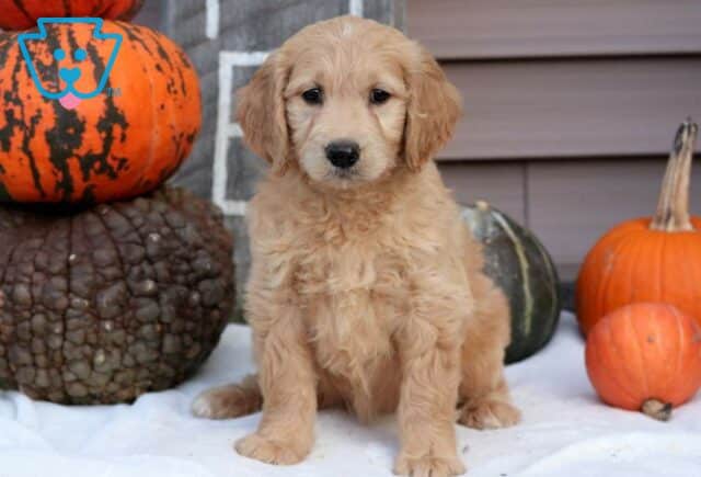 Porsha Goldendoodle image