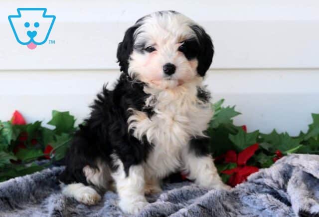 Pretty Mini Bernedoodle image