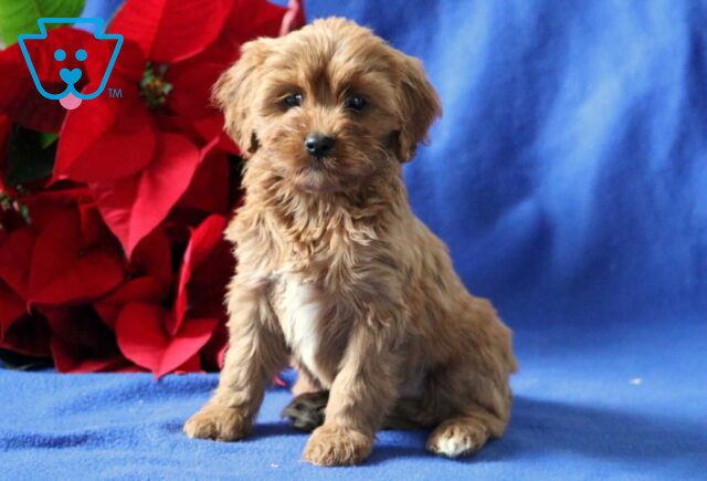 Princess Cavapoo image