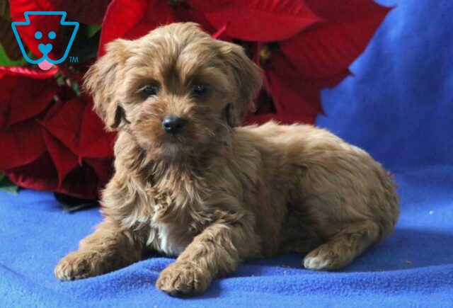 Princess Cavapoo2 image