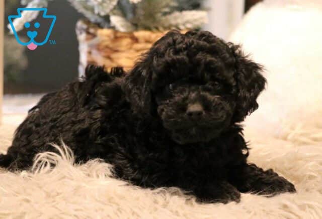 Puddles Cavapoo image