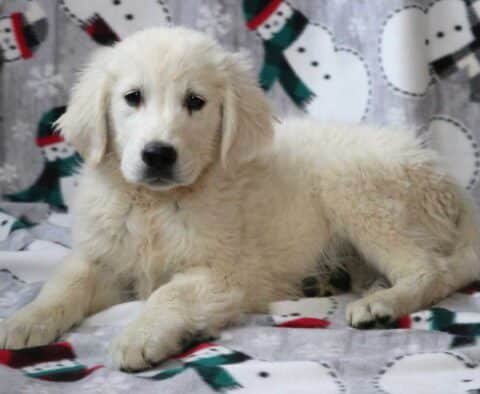 Puddles EC Golden