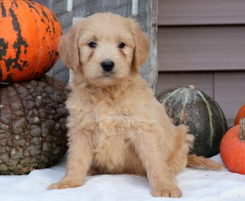 Puppers Goldendoodle