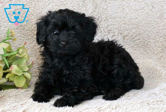 Rain Cavapoo image