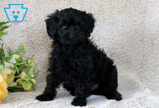 Rain Cavapoo2 image