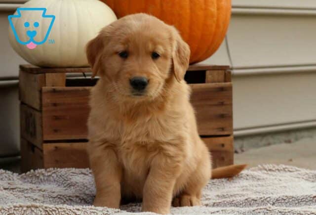 Raspberry Golden image