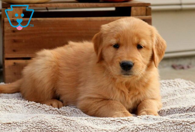 Raspberry Golden2 image