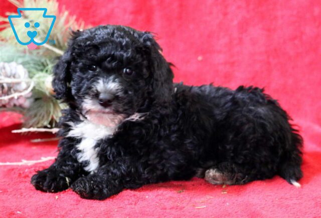 Rayna Mini Goldendoodle image