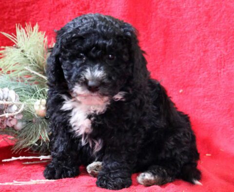 Rayna Mini Goldendoodle2