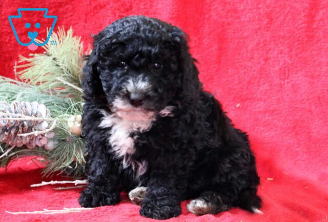 Rayna Mini Goldendoodle2 image