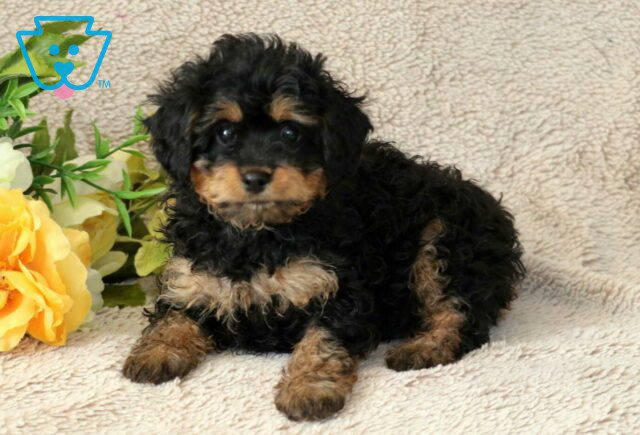 Raz Cavapoo image