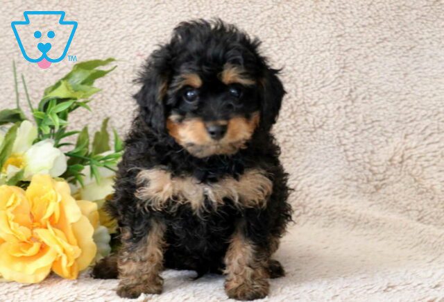 Raz Cavapoo2 image