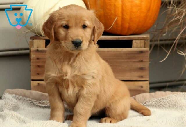 Reese Golden image