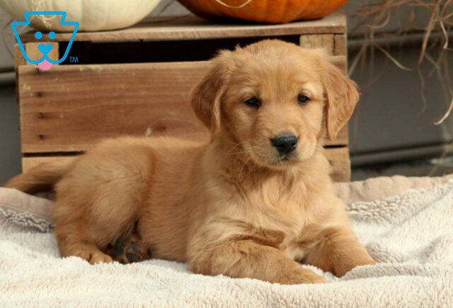 Reese Golden2 image