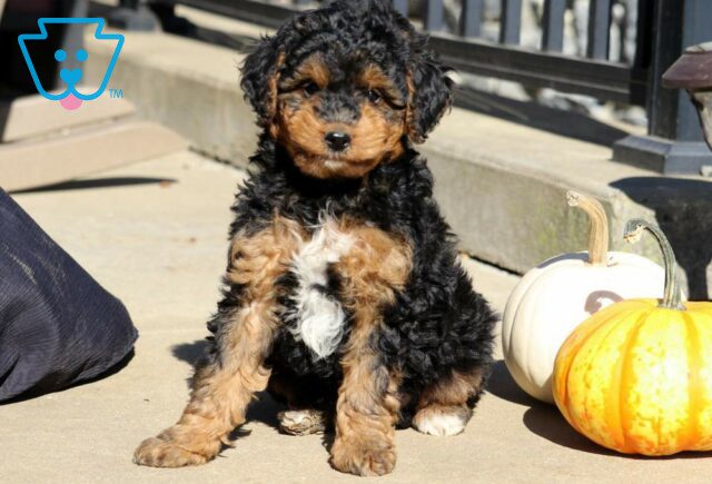 Remi Toy Labradoodle image