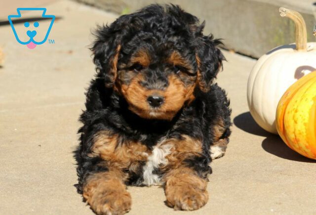 Remi Toy Labradoodle2 image