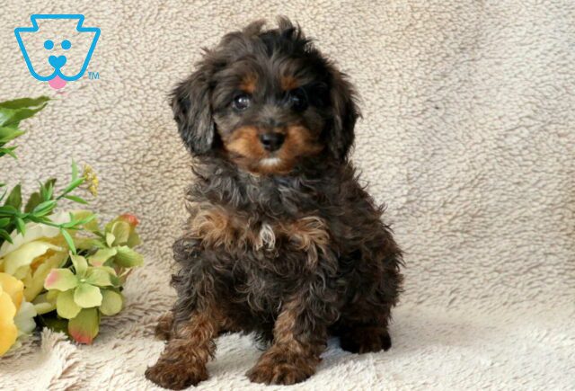 Rex Cavapoo image
