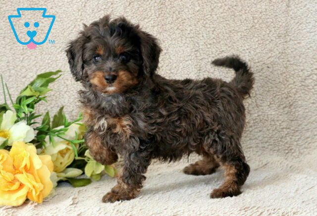 Rex Cavapoo2 image