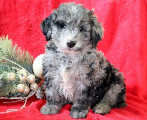 Rex Mini Goldendoodle2