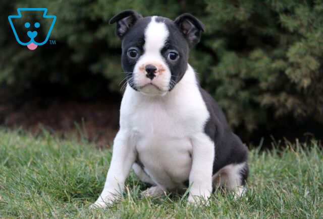 Rizz Boston Terrier image